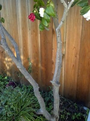 Ray Morneau Arborist