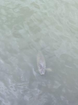 City Center at Oyster Point