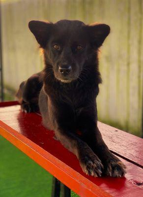 Indah, 3 years old. Spayed. Scared, barks at strangers. NO AGRESSION... wants to kiss, but shy