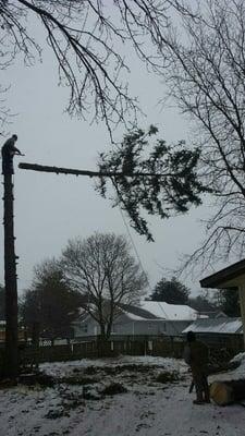 Sauk County Tree Care