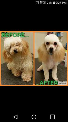 Tufmut Doggie Daycamp & Spa