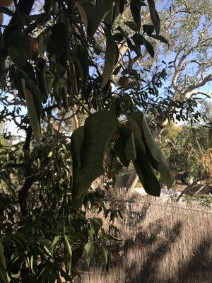 Class One Arboriculture