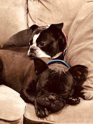 P.V. Village Pet Hospital