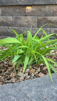 OG Landscape Services