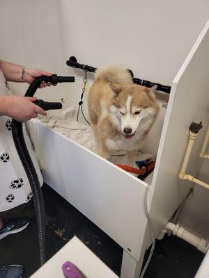 Salty Dogs DIY Dog Wash