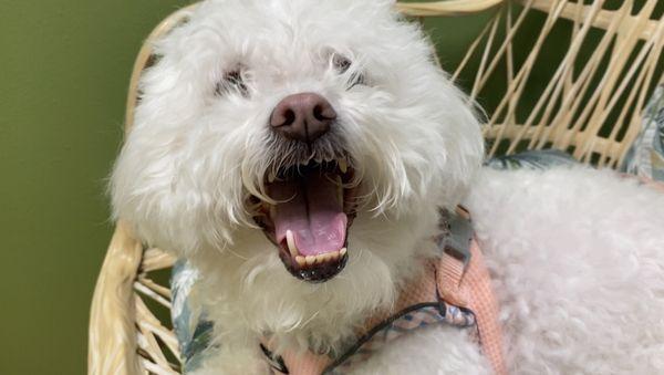 Campeche Cove All Animal Hospital