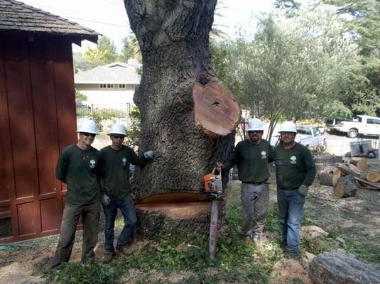 Solid Oak Tree Management