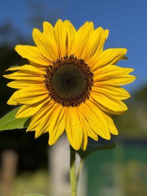 Sugarbush And Blooms