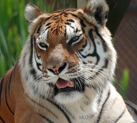 The Wild Animal Park