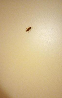 There were two varieties of cockroaches in our room.