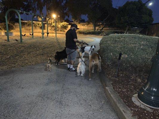 Walking Paws with Ryan