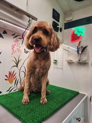 Good doggies welcome!