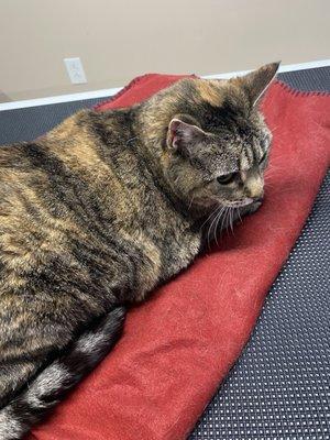 A clean and shiny cat