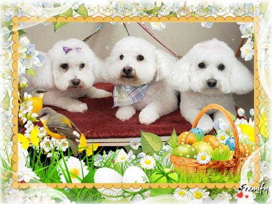 Eve's Poodle Salon