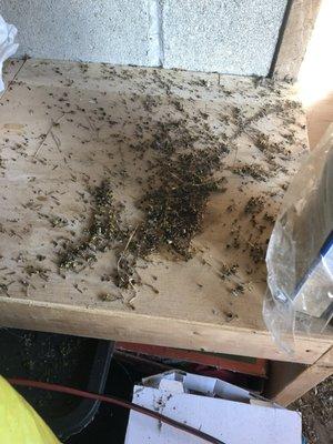 Hundreds of dead yellow jackets after application.