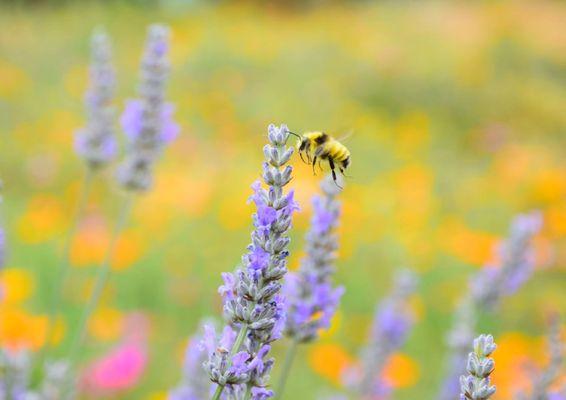 Redwood Hill Farm Goat Dairy