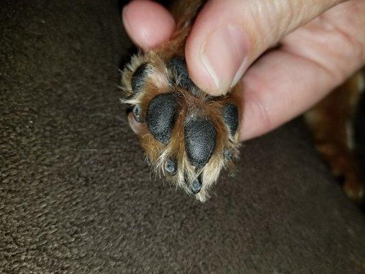 Pet Resort and Suites