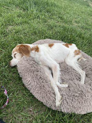 Town & Country Animal Hospital