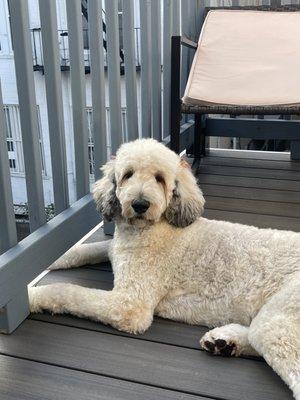 Pampered Pooch Place