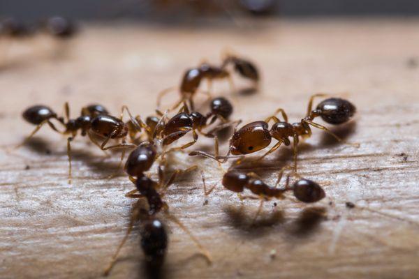 Ants invading your space? Don't let a small problem become a big one. Nextgen Pest Solutions stops infestations at the source.