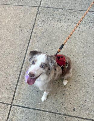 Be Happy Dog