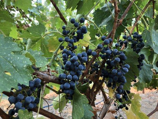 Episcopal Church of the Resurrection