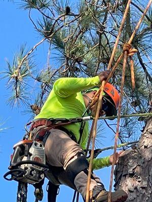 Palmetto Tree Service