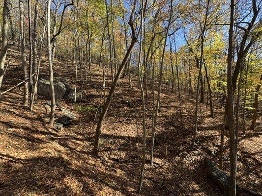 Fortunes Cove Preserve