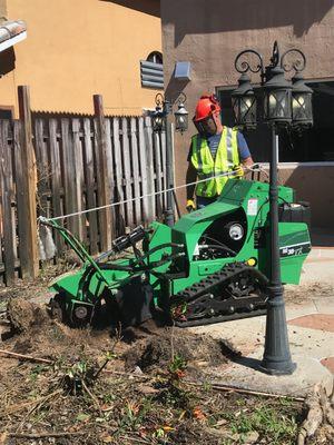 Queen Palm removal from a customers gated backyard.
