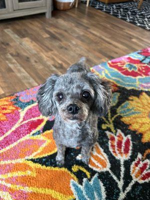 Fly Dogs Doggie Daycare and Grooming