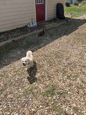 Becky's All Breed Dog Grooming