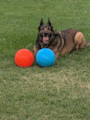 High Sierra Animal Rescue