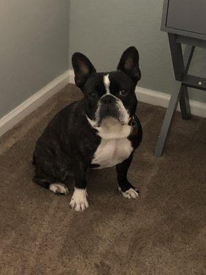 Largo Veterinary Hospital