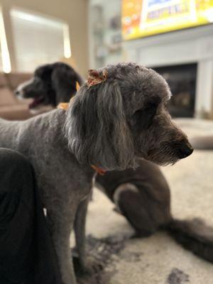 High Standards Pet Salon