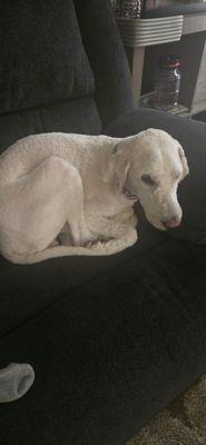 this is Bella after getting complete shave down. when we got home she just rolled in a ball like she was so uncomfortable.