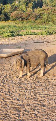 Finger Lakes Treehouse