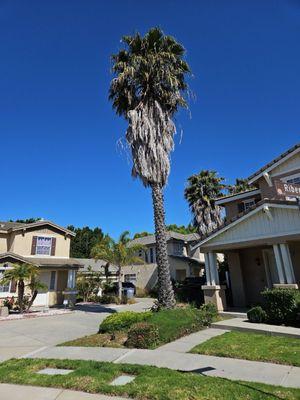 Jorge Salinas Tree Service