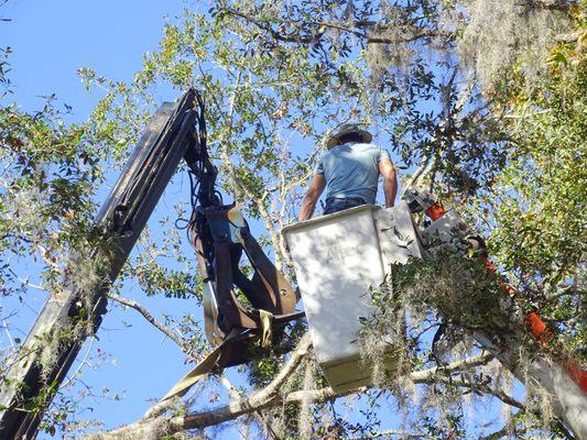 A & S Tree Service