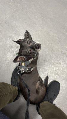 My dog before her surgery