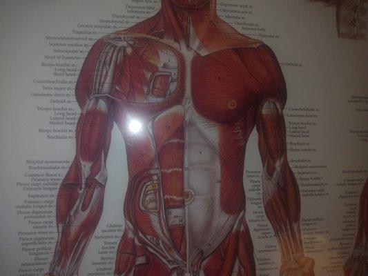 Elvie Ruth's Therapeutic Massage