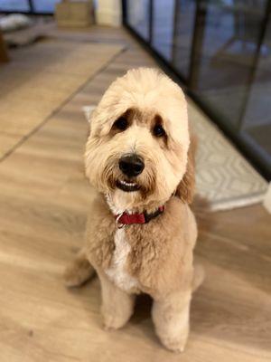 The post grooming money shot.