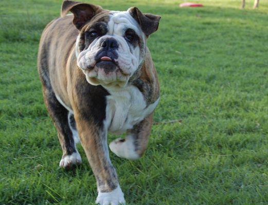 Blue Ridge Pet Sitters