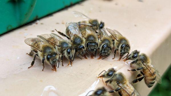 Blueberry Woods Farm