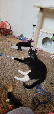 Jiji (tuxedo) binx (all black)