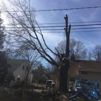 Top Tier Total Tree & Restoration Conservation