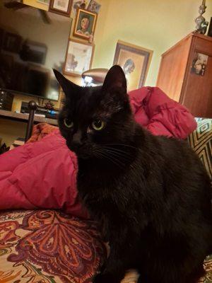 Brooklyn Roots Veterinary Hospital