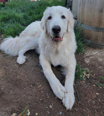 Rogue Redwing Farm & Guardian Dog Rescue