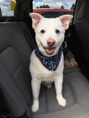 Bubbles & Bows Pet Services