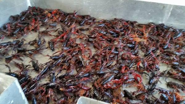 Butler's Crawfish