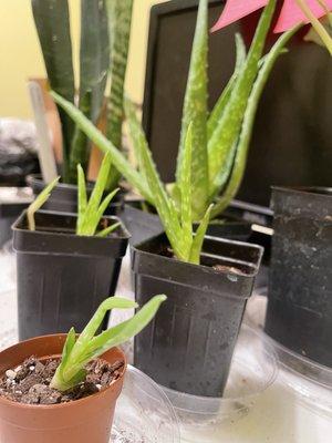 Baby aloes
